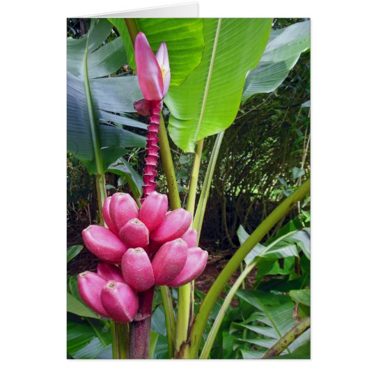 Hawaiische rosa Bananen Karte
