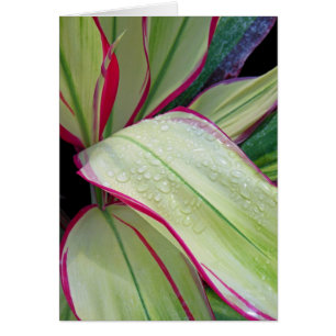 Hawaiische Ti-Pflanze