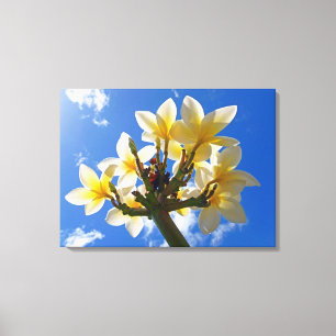 Hawaiischer Frangipani Leinwanddruck