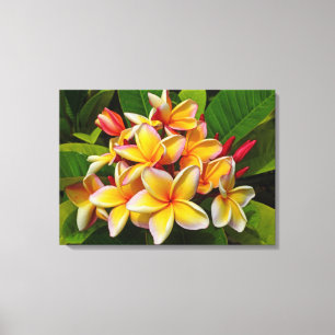 Hawaiischer Frangipani Leinwanddruck