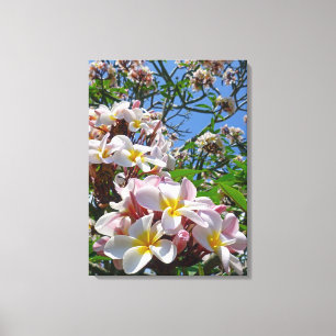 Hawaiischer Frangipani Leinwanddruck
