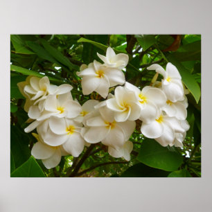 Hawaiischer Frangipani Poster