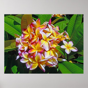 Hawaiischer Frangipani Poster