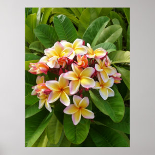 Hawaiischer Frangipani Poster