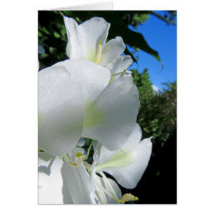 Hawaiischer Ingwer