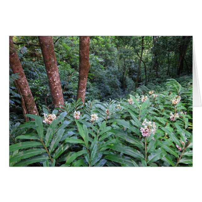 Hawaiischer Ingwer (Vorderseite (Horizontal))