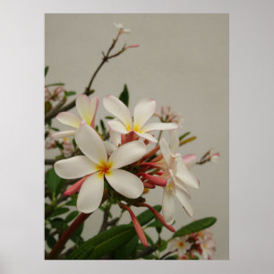 Hawaiischer Plumeria Poster