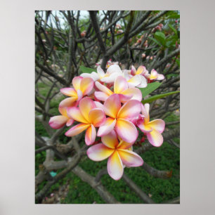 Hawaiischer Plumeria Poster
