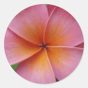 Hawaiischer rosa Plumeriafrangipani-tropische Runder Aufkleber