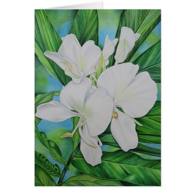 Hawaiischer weißer Ingwer (Vorne)