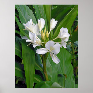 Hawaiischer weißer Ingwer Poster