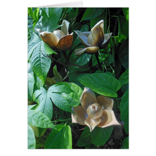 Hawaiisches Woodrose (Vorne)