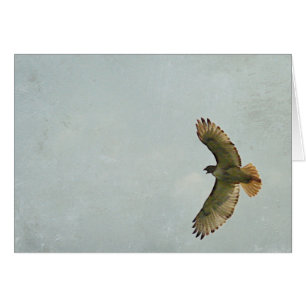 Hawk