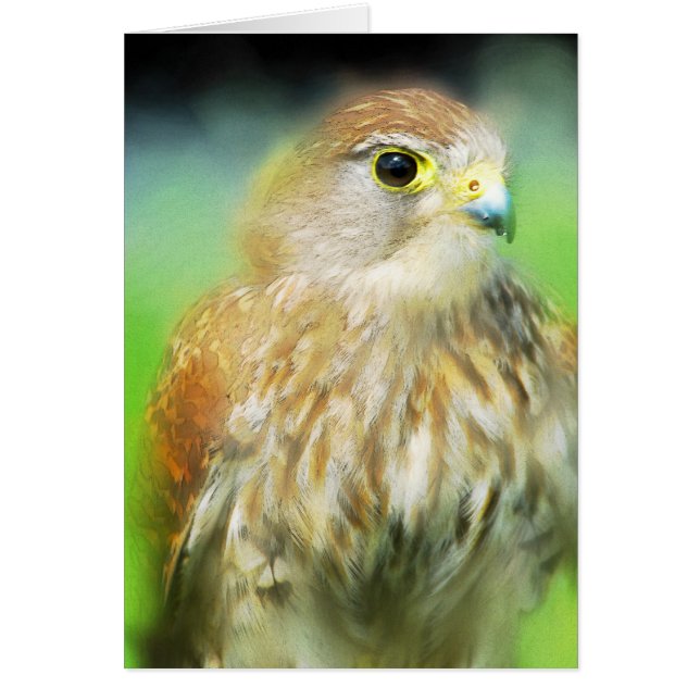 Hawk (Vorne)