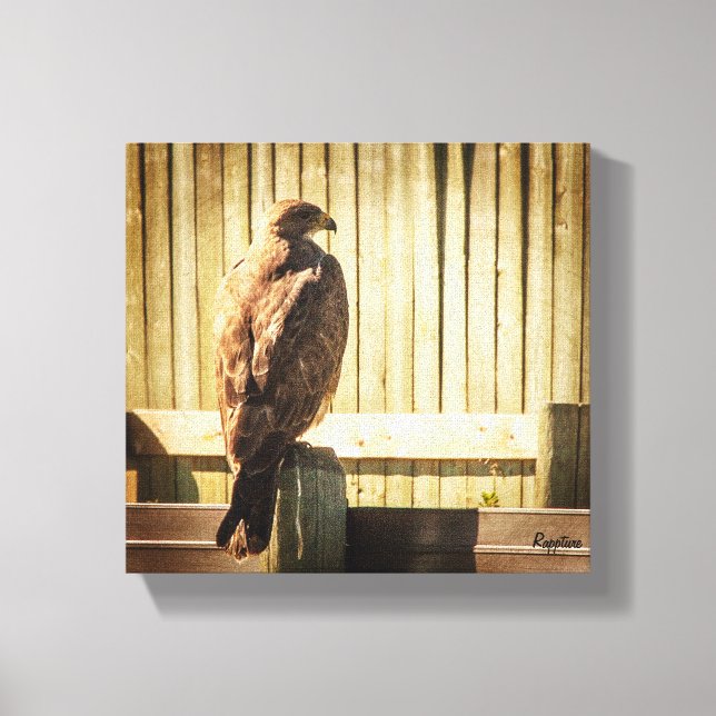 Hawk auf Zaun Leinwanddruck (Vorderseite)