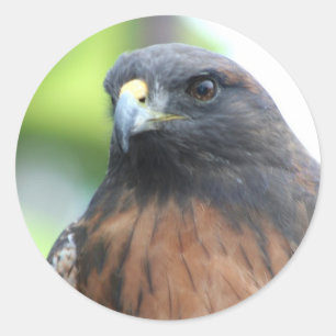 Hawk-Aufkleber Runder Aufkleber