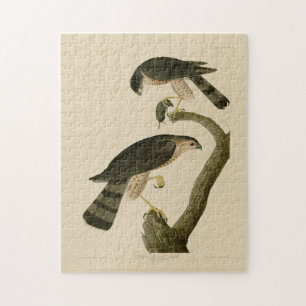 Hawk aus Audubons Vögeln in Amerika