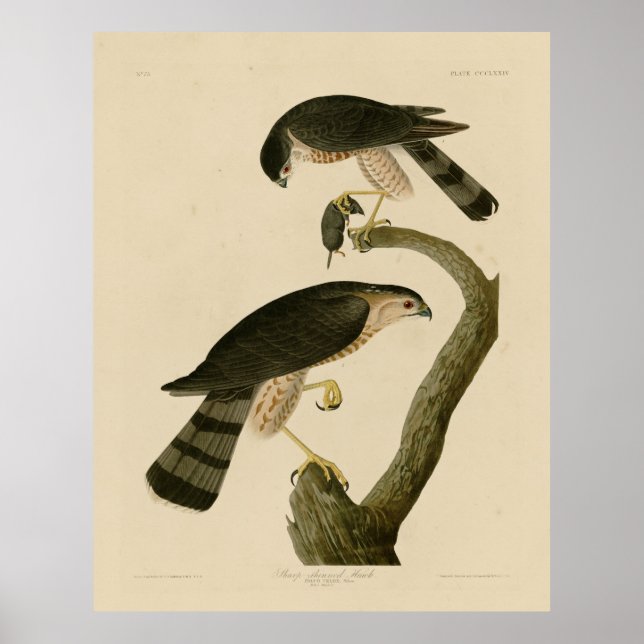 Hawk aus Audubons Vögeln in Amerika Poster (Vorne)