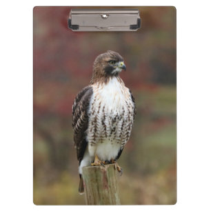 Hawk Clipboard Klemmbrett