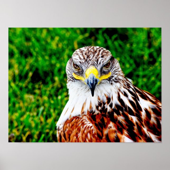 Hawk Eyes — Kunstdruck Poster (Vorne)