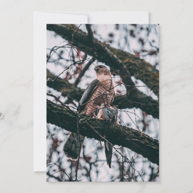 Hawk Foto Print Feiertagskarte (Vorderseite)