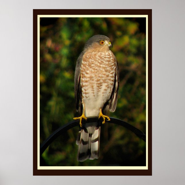 Hawk-Hawk Poster (Vorne)