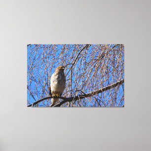 Hawk in weinendem Kirschbaum Leinwanddruck