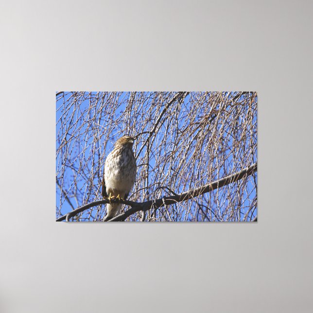 Hawk in weinendem Kirschbaum Leinwanddruck (Vorderseite)
