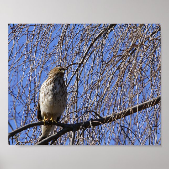 Hawk in weinendem Kirschbaum Poster (Vorne)