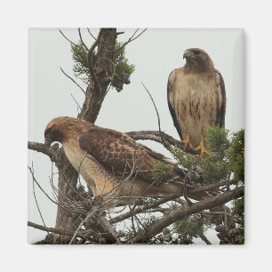 Hawk Magnet 3