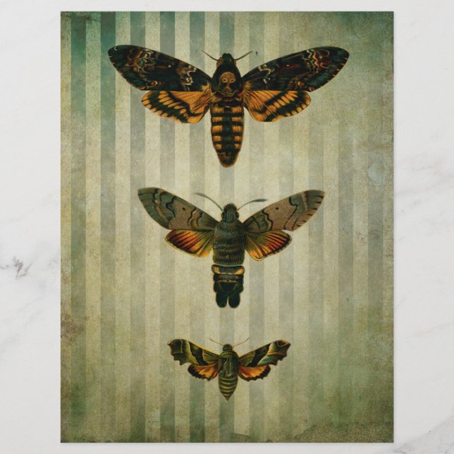 Hawk Moths Vintag Scrapbook Ephemera (Vorderseite)