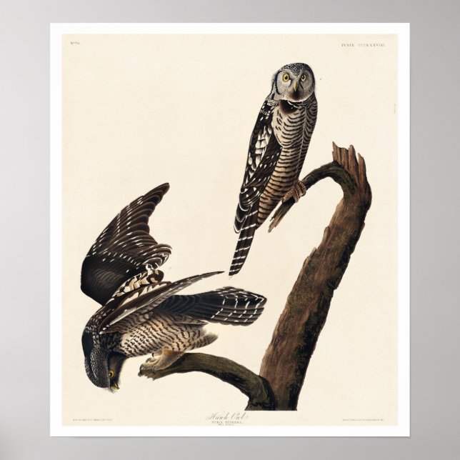 Hawk Owl von Audubon Poster (Vorne)