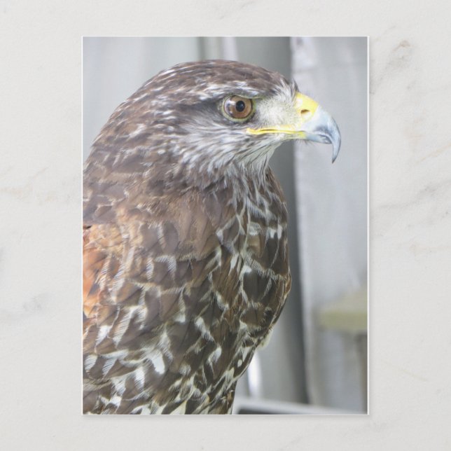 Hawk Postkarte (Vorderseite)