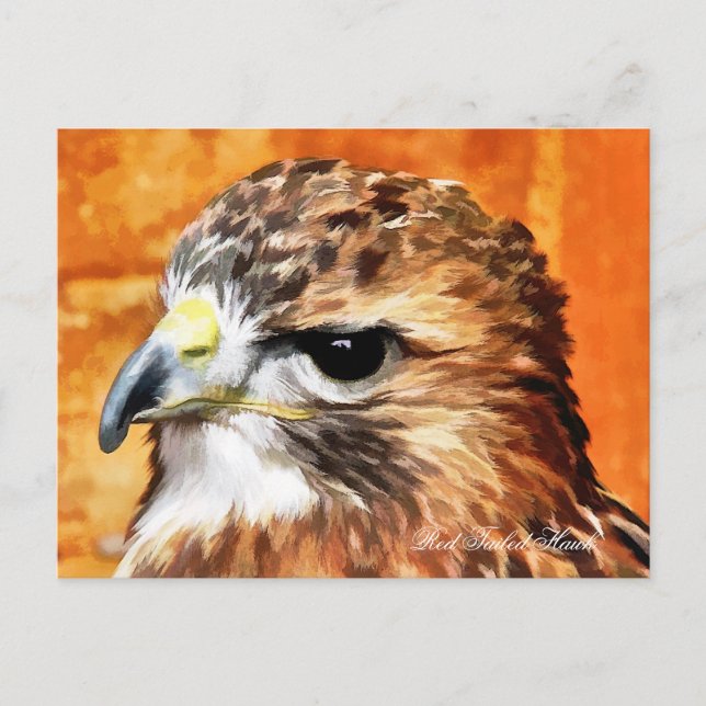 HAWK POSTKARTE (Vorderseite)