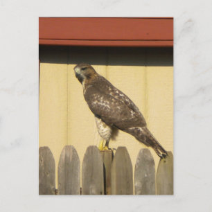 Hawk Postkarte