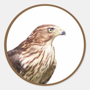 Hawk Runder Aufkleber