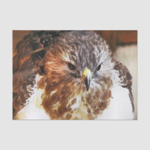 HAWK SEIDENPAPIER