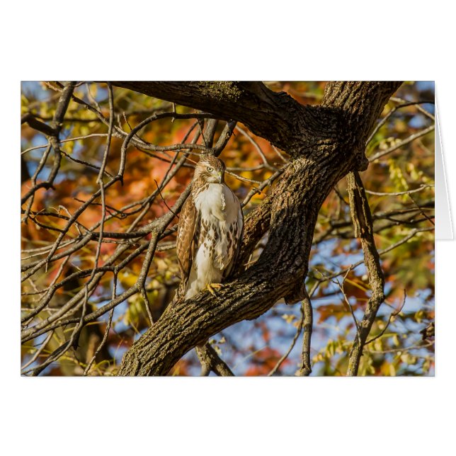 Hawk und Fall Foliage (Vorderseite (Horizontal))