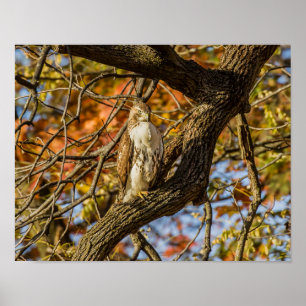 Hawk und Fall Foliage Poster