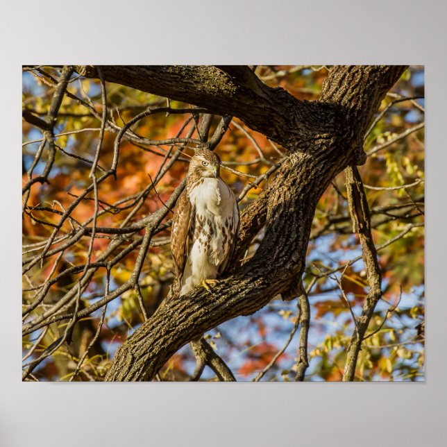 Hawk und Fall Foliage Poster (Vorne)