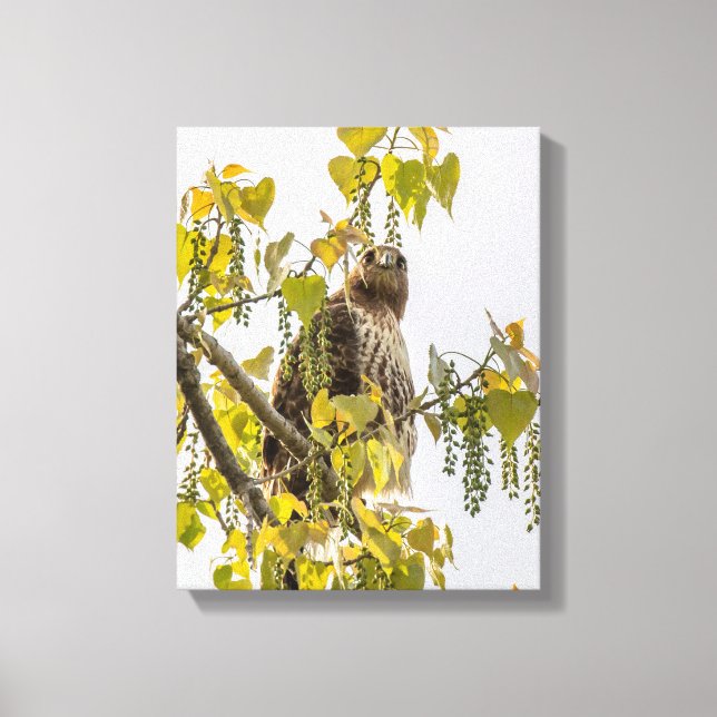 Hawk und Herz Leinwanddruck (Vorderseite)