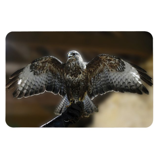 "Hawk with Wings Out Exmoore & Wildlife Sanctuary" Magnet (Horizontal)