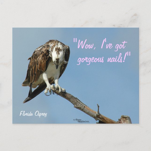Hawk wunderschöne Nägel Postkarte (Vorderseite)