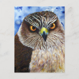 Hawkeyes Postkarte
