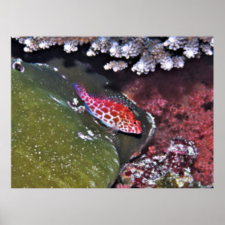 Hawkfish und Korallen Poster