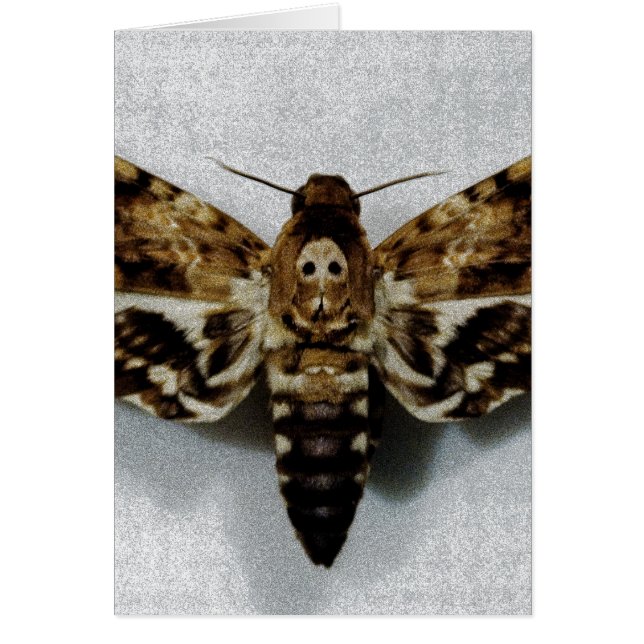 Hawkmoth der Kopf des Todes AcherontiaLachesis (Vorne)