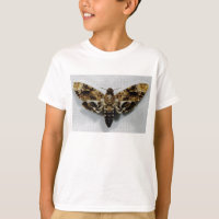 Hawkmoth der Kopf des Todes AcherontiaLachesis