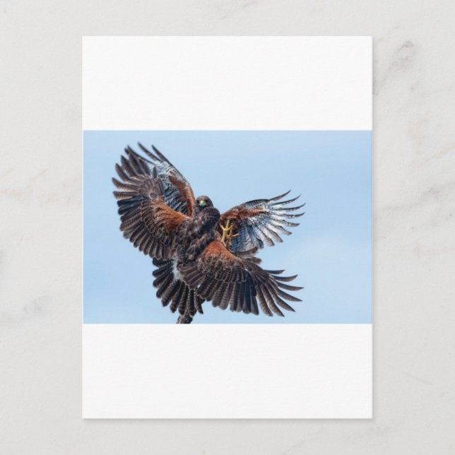 Hawks Kampf um die Kontrolle des Himmels Postkarte (Vorderseite)