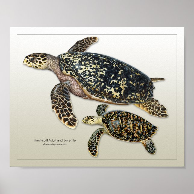 Hawksbill Adult und Juvenile Print Poster (Vorne)