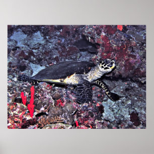 Hawksbill auf den Malediven Poster